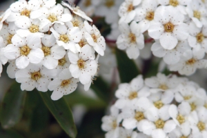 Spirea 'Snowmound' 